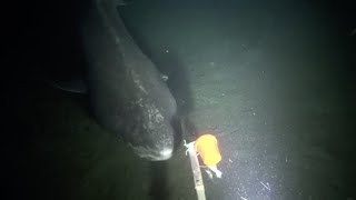 Greenland shark is worlds longestliving vertebrate [upl. by Acker]