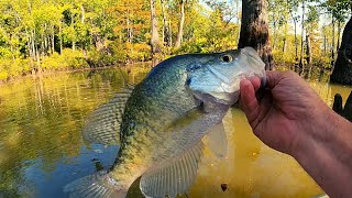 The Fall Crappie are in the Creeks  Crappie fishing [upl. by Nezah]