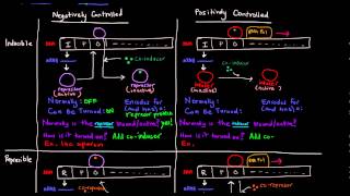 Prokaryotic Transcription Part 5 of 5  Control Mechanisms Summary [upl. by Chaddie650]