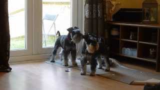 Mini Schnauzers barking HIGH PITCHED [upl. by Uella418]