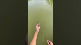 quotHow to Catch Catfish Using Small Reels Tips amp Techniquesquot [upl. by Mcafee]