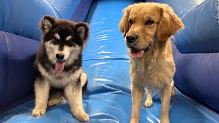 Puppy And Golden Retriever Go Crazy On A Giant Slide [upl. by Eniretak]