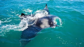 Cocoa Beach Florida Cobia Fishing Under Giant Manta Rays [upl. by Emlyn920]