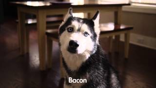 Mishka the Talking Husky says quotBaconquot [upl. by Auohc]