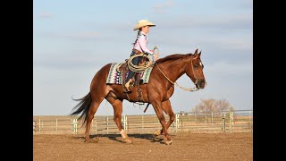 CR Tuff It Out  quotCopperheadquot North Star Invitational Horse Sale [upl. by Anned]