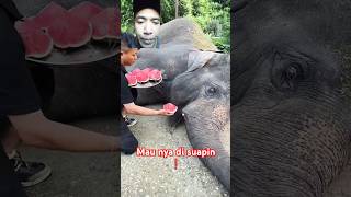 Maunya di suapin❗ elephant animals wildlife zoo animallover gajah [upl. by Brig]