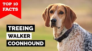 Treeing Walker Coonhound  Top 10 Facts [upl. by Irol]