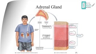 Adrenal Physiology [upl. by Giorgia]