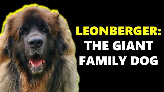 LEONBERGERS  Giant Family Dogs [upl. by Graves83]