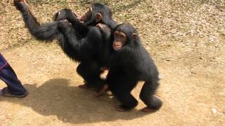 Chimp Conga Line [upl. by Matazzoni]