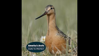 Bartailed Godwit Migration to Americas Arctic [upl. by Edyaw711]