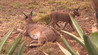 Meet the Caracals [upl. by Naibaf]