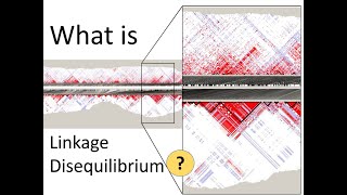 What is Linkage Disequilibrium  Genomics [upl. by Zurek]