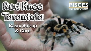 Red Knee Tarantula Care [upl. by Kapeed469]