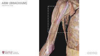 Anatomy of the Upper Limb Arm  Anterior View [upl. by Nessaj909]