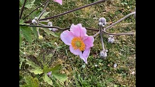 Anémone japonaise September Charm ou quotAnemone hupehensisquot Sipmlicité et beauté [upl. by Ellehcsar713]