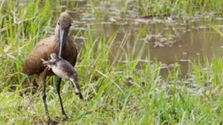 Hamerkop swallows a big frog [upl. by Silvain]