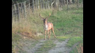 Fallow Deer Hunt With High Peaks Hunting [upl. by Cinom]