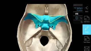 Anatomy of the Sphenoid Bone [upl. by Yemiaj]