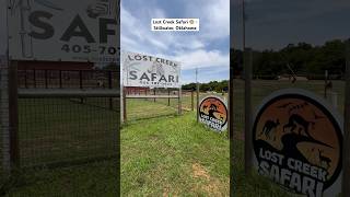 Lost Creek Safari 🐵  Stillwater Oklahoma sanctuary animals oklahoma safari rescuefarm [upl. by Aerdnuahs]