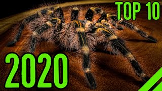 Top 10 Tarantula Videos [upl. by Edals]