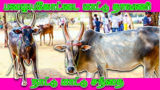 KANGAYAM CATTLE SHOW  TamilNadu KangayamBulls CattleParade [upl. by Dwan]