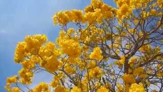 Tabebuia Tree  Blooming Yellow Flowers  Lake Worth FL [upl. by Annahvas]