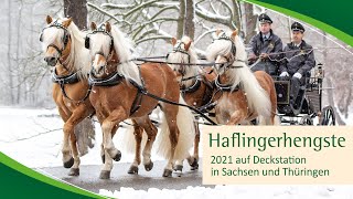 Haflinger auf den Deckstationen 2021 [upl. by Aslehc]