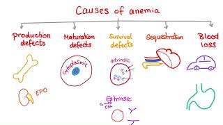 Anemia  Causes and Mechanisms  Fatigue and Pallor  Hematology Series [upl. by Dill]