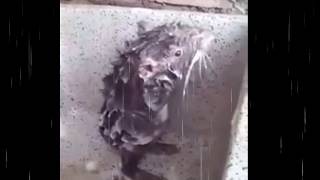 Cutest Rat taking a shower like a Human  Rata bañandose  Full HD [upl. by Christean412]