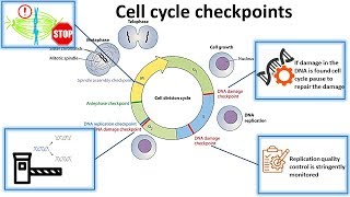 cell cycle checkpoint basic [upl. by Newmark]