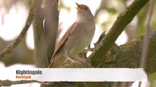 Nightingale Song  Nachtigall Gesang [upl. by Lentha]