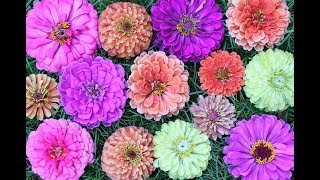 Seven Gorgeous Zinnia Varieties To Grow In Your Garden [upl. by Cower980]