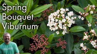 Viburnum tinus Spring Bouquet [upl. by Hazaki]