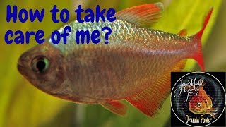 How to take care of colombian tetras [upl. by Eniawtna]