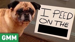 Name That Pet Shame GAME ft Shameless Cast [upl. by Ecneitap]