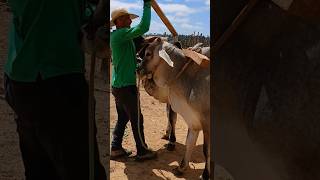 Botando os boi no carro na feira do gado em São Benedito Ceará [upl. by Nehttam893]