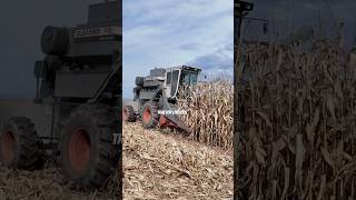 Gleaner F2 Harvesting Corn tractorvideo cornharvester farmequipment [upl. by Atekihs]