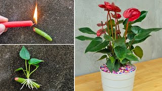 How to propagate anthurium quickly with flower branches  anthurium plant [upl. by Dorri503]