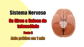 Telencéfalo Giros e Sulcos  Parte 3 4K  Neuroanatomia  Anatomia [upl. by Gilberte837]