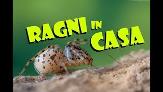 5 RAGNI ITALIANI che VIVONO in CASA [upl. by Nisaj]