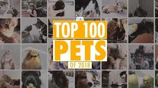 Best Pets Of The Year 2018 Part 1  The Pet Collective [upl. by Helge]