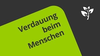 Menschliche Verdauung  Biologie  Biologie des Menschen Mittelstufe [upl. by Yriek]