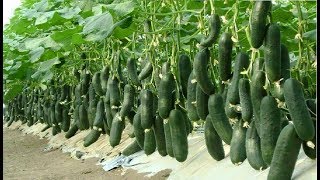 WOW Amazing Agriculture Technology  Cucumbers [upl. by Sullivan]