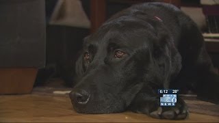 Dog nearly dies after flea treatment [upl. by Ocin238]