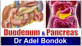 Duodenum and Pancreas Dr Adel Bondok [upl. by Ydiarf748]