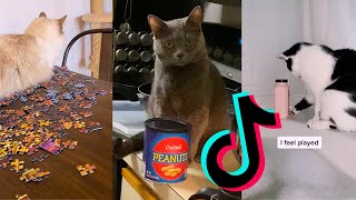 Cats knocking things over  Funny Tiktok Compilation [upl. by Elberfeld]