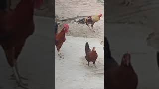 hsil murga vs desi murga fight ohoo late hogaya [upl. by Okiruy]