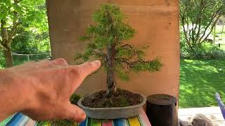 Thuja Bonsai  Developing a Bonsai  From Hedge to Bonsai [upl. by Aneda]