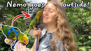 Taking my Jenday Conure Outside for the First Time  How I harness trained my bird in 3 weeks [upl. by Aneles]